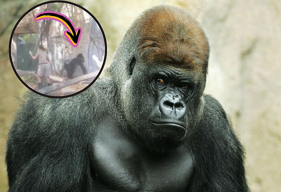 Watch Intense Moment When Texas Zookeepers Escape From Silverback Gorilla