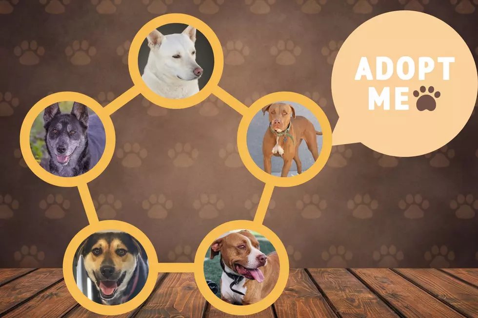 The Clock’s Ticking for These Texas Dogs In Abilene: Can You Adopt or Foster One?