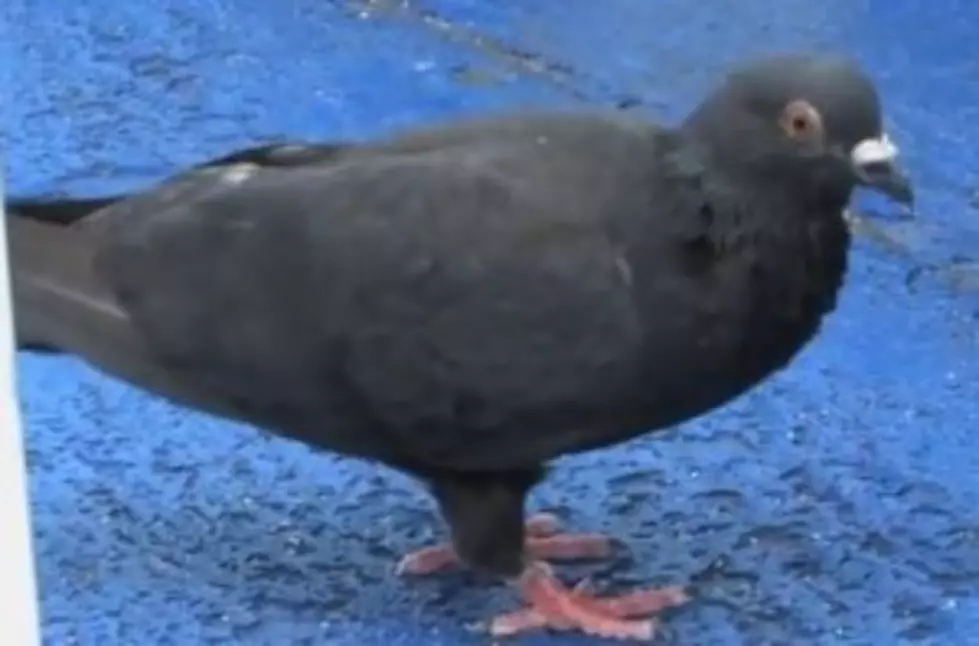Pigeon Rides New York Ferry Instead Of Flying [VIDEO]