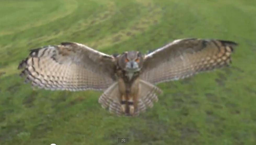 Amazing High Speed Video Of Owl In Flight [VIDEO]