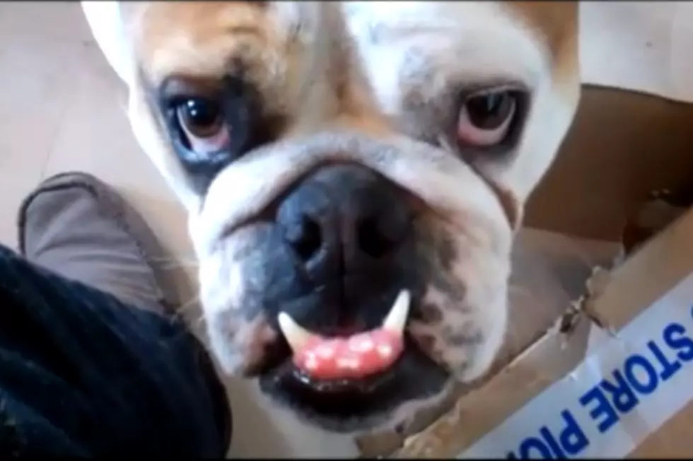 Bulldog Loves Boxes [VIDEO]