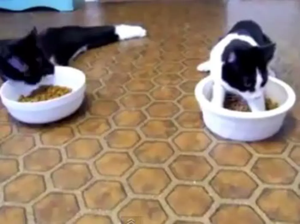 Two Cats Try to Walk After Getting Anesthesia at the Vet