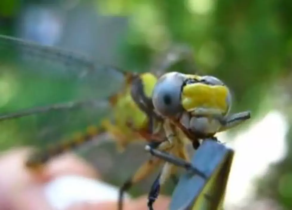 Watch Someone Hand-Feed Ants to an Injured Dragonfly Using Tweezers