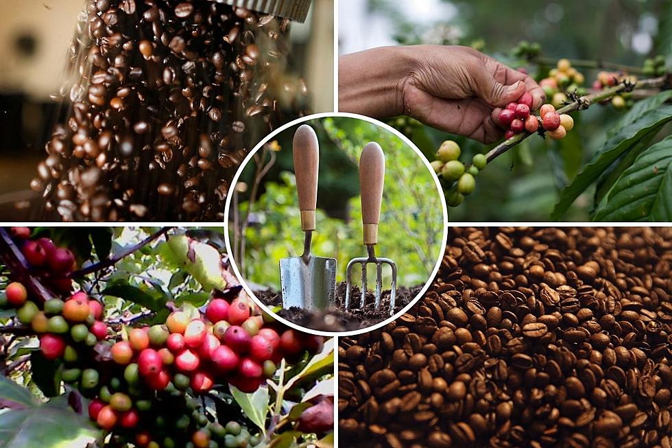 4 Different Coffee Beans That You Can Grow In Your Own Backyard