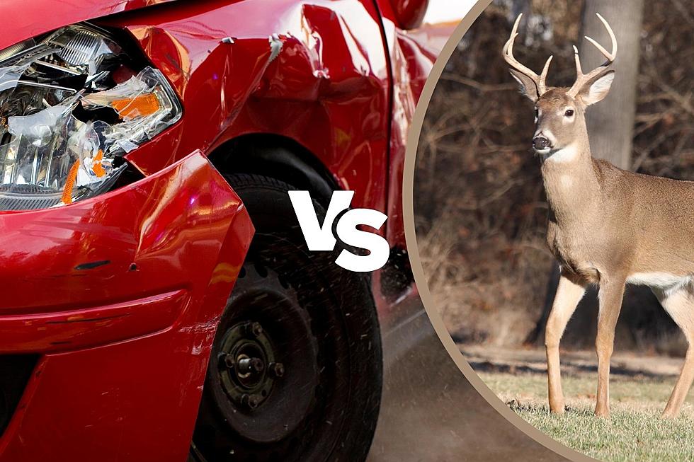 7 Simple Ways To Avoid Deer Collisions On Texas Roads