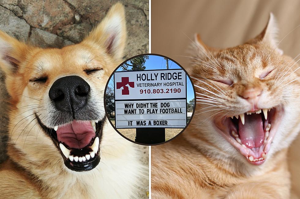 Vet’s Outdoor Sign Will Have You Laughing With These 14 Punny Funnies