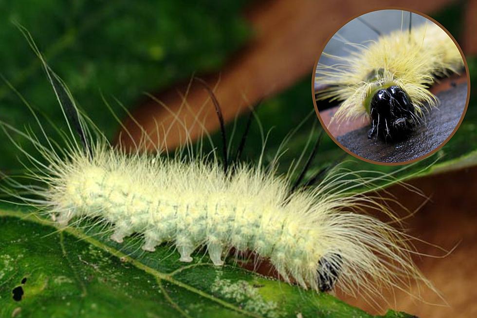 Attention Texans, Don’t Touch This Cute Little Caterpillar Or Else