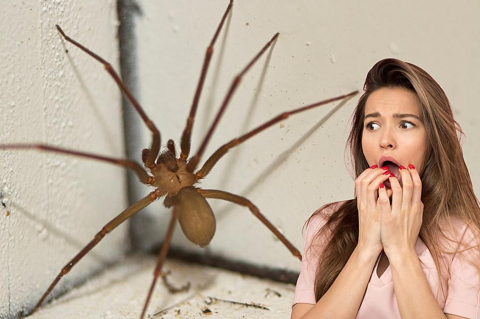 Arachno-Poo: The Untold Truth of Spiders' Bathroom Breaks
