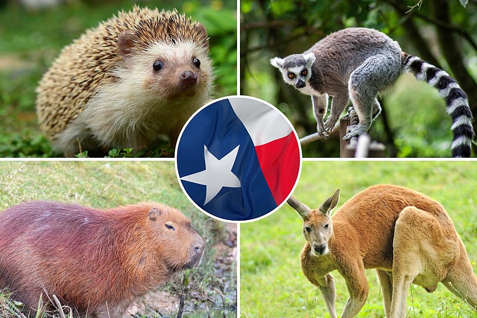 Wow, Check Out These 6 Exotic Animals You Can Own In Texas
