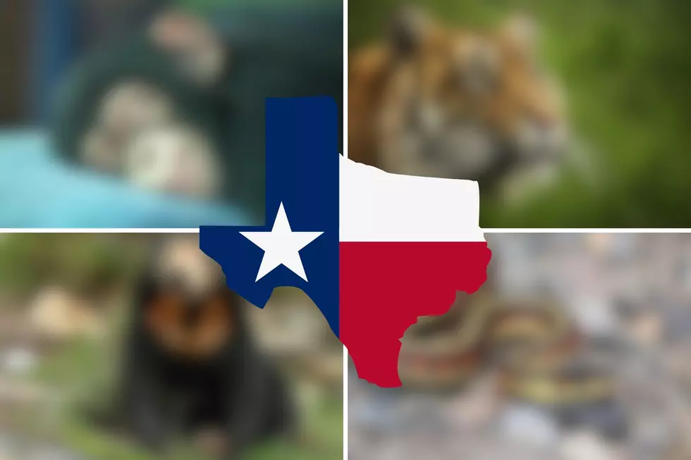 Caution: Owning These 5 Pets In Texas Is A Big No-No