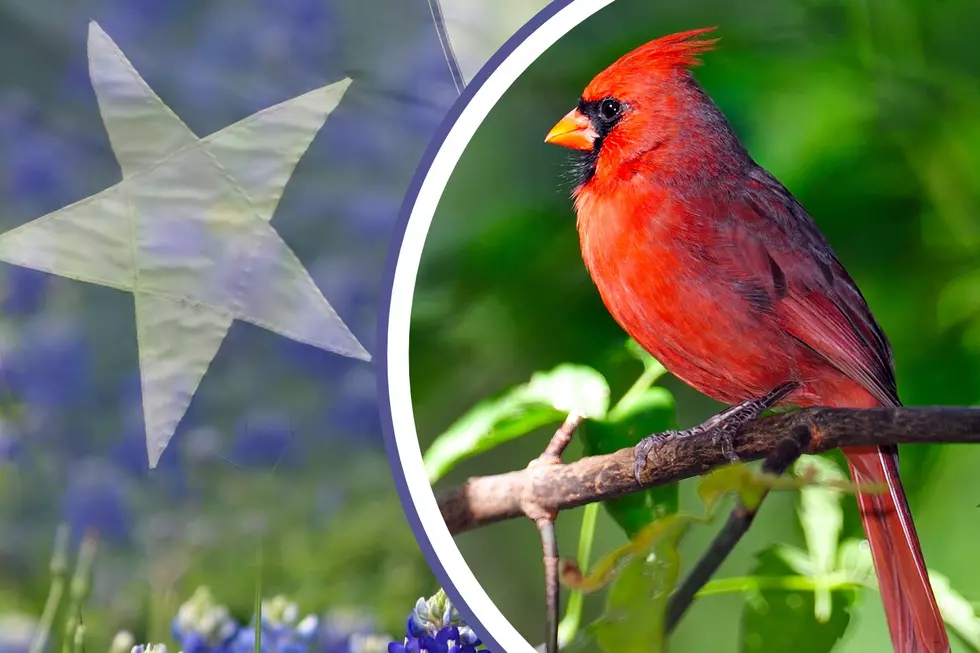 Spot A Cardinal? It Could Mean A Loved One Is Close By