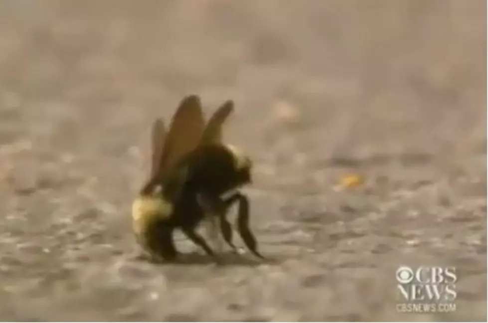Bumble Bee Memorial to Be Held in Oregon Parking Lot