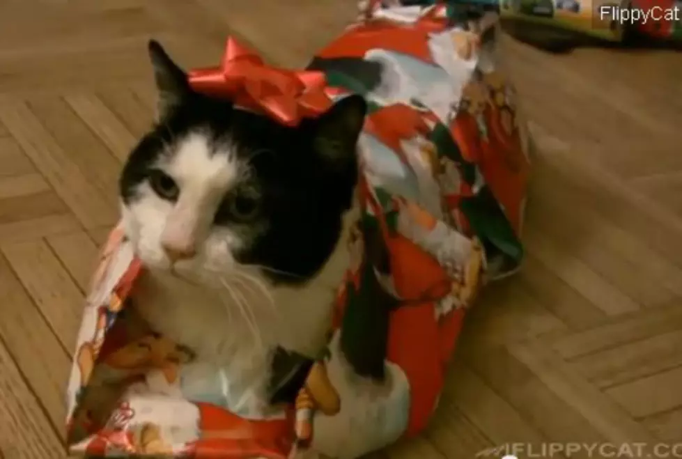How to Wrap a Cat for Christmas