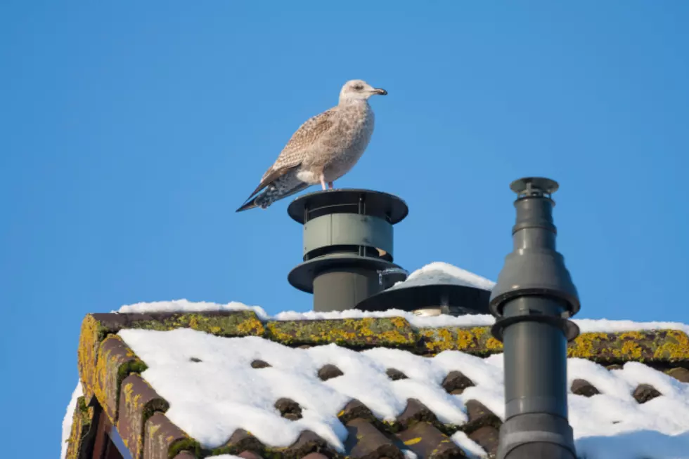 Bird Repeatedly Snow Sleds Down Roof on Bottle Top