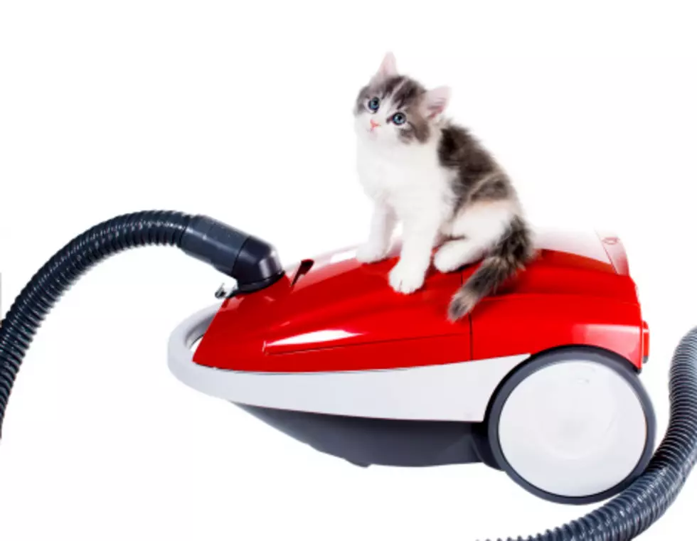 Cat is Completely Fascinated With a Vacuum Cleaner Hose in This Funny Video