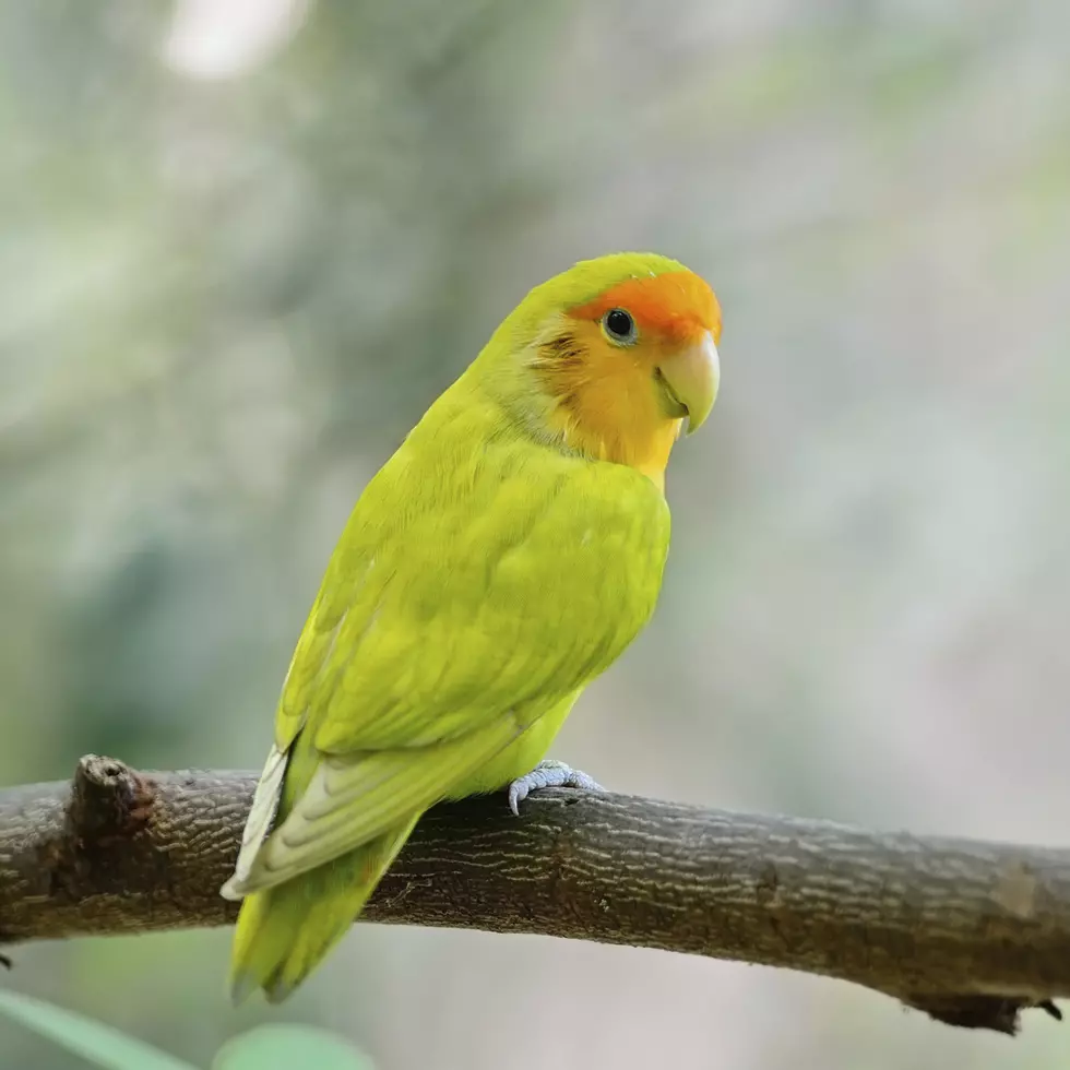 Bird Chews Paper Strips to Make Tail Feathers Longer