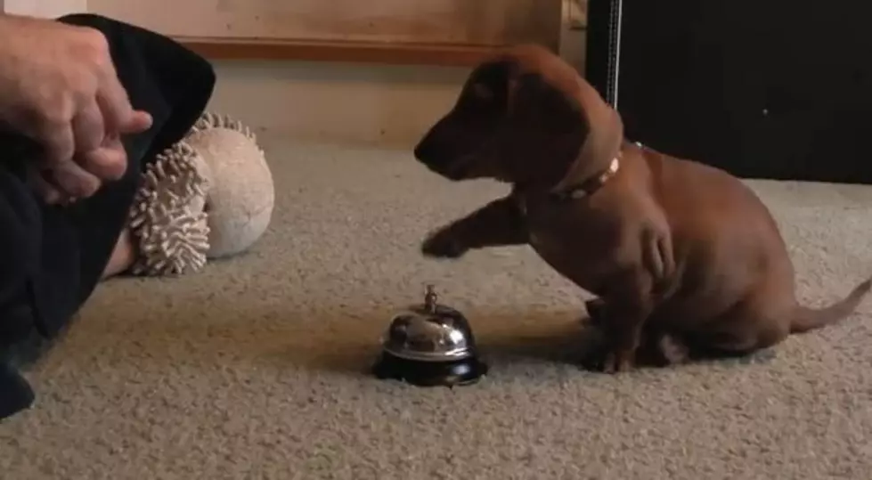 Puppy Learns to Ring Bell to Go Outside in This Super Cute Video