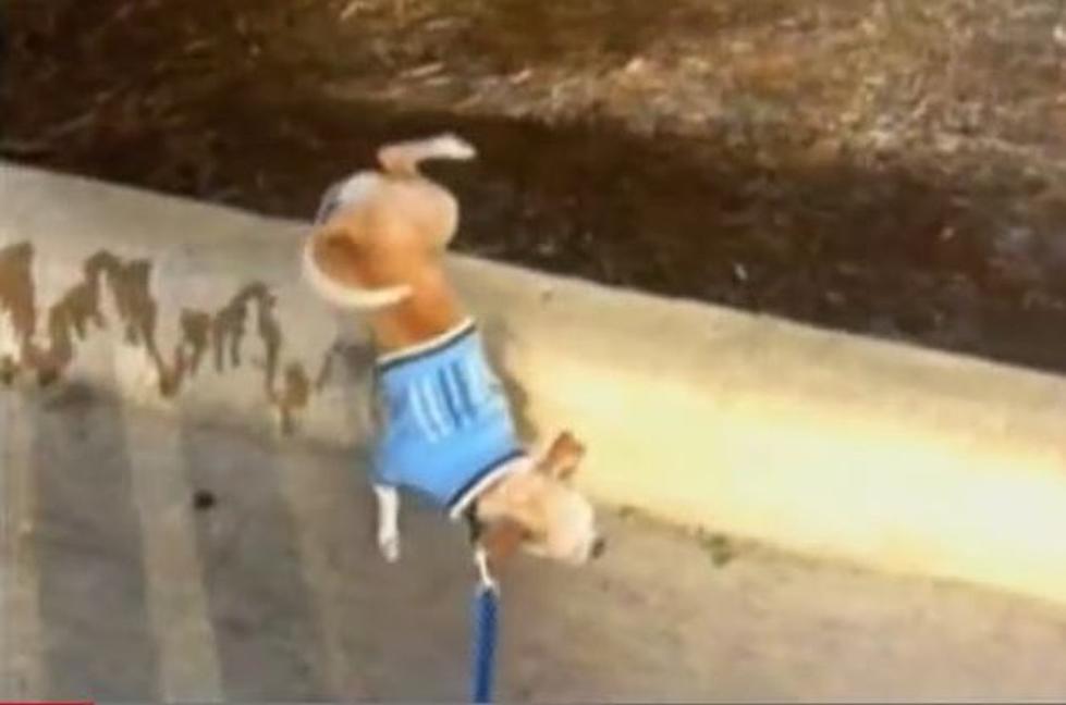 Dog Walking and Peeing on Two Legs is as Mind-Blowing as it Sounds