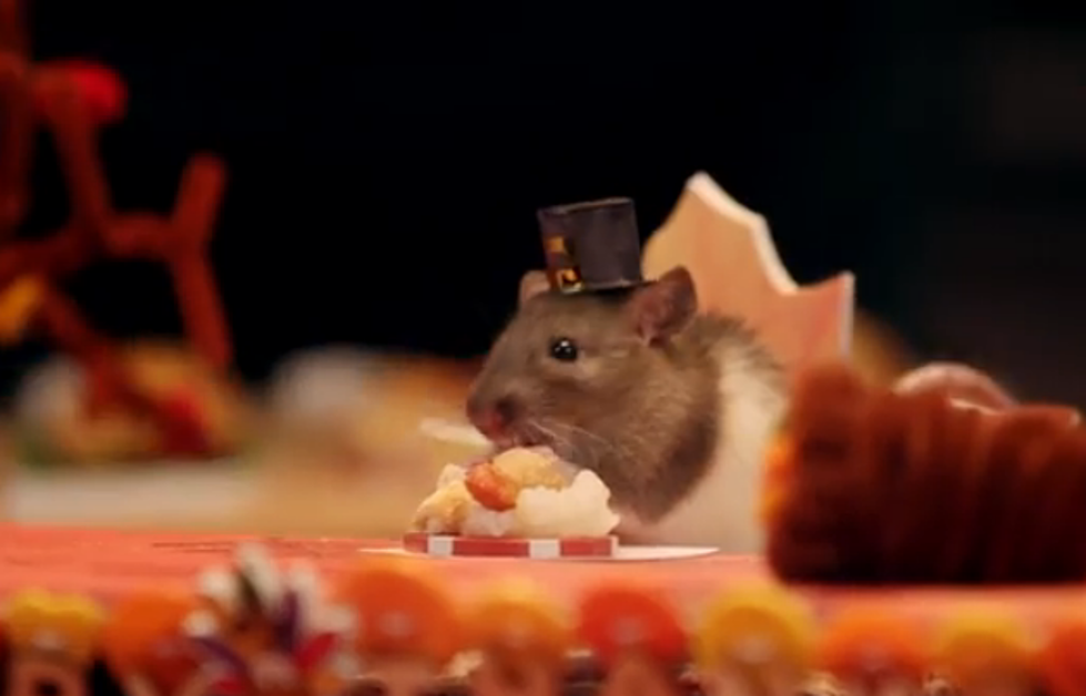 Tiny Hamsters Enjoy Tiny Thanksgiving Dinner