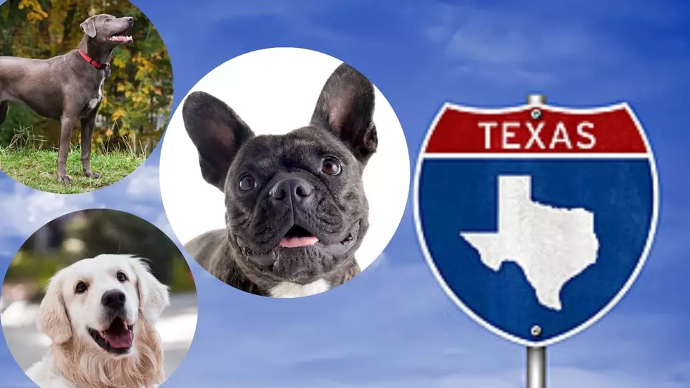 You Might Be Surprised At The Top 5 Dog Breeds In Texas