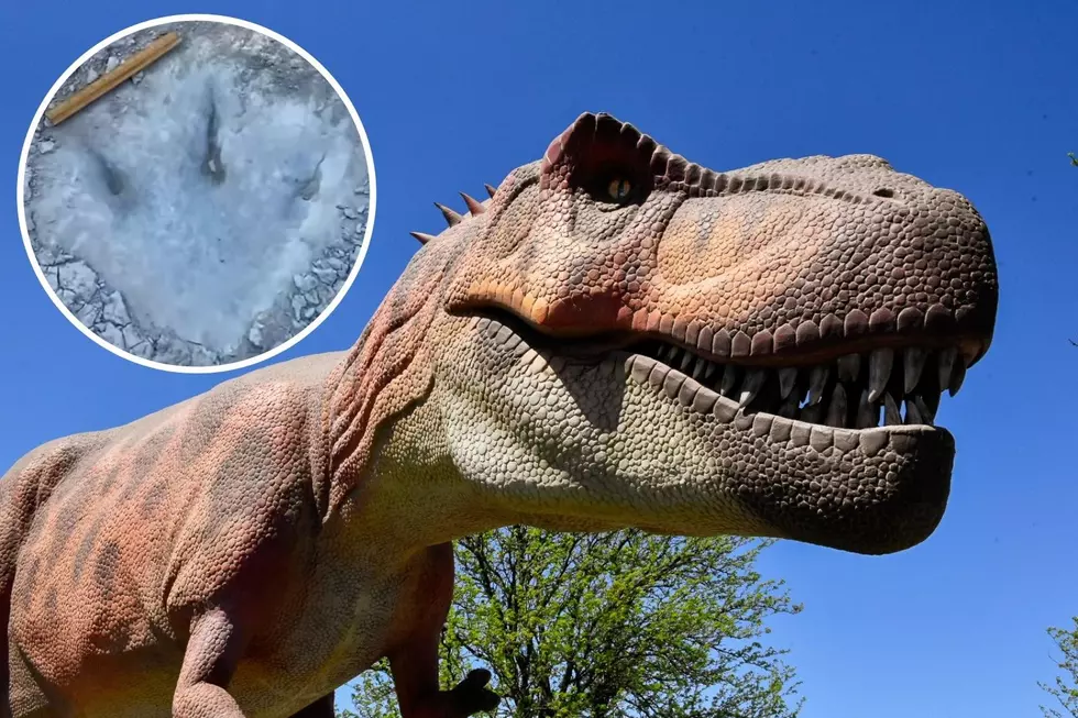 Thanks to Drought Newly Discovered Dinosaur Tracks Have Been Found in Texas