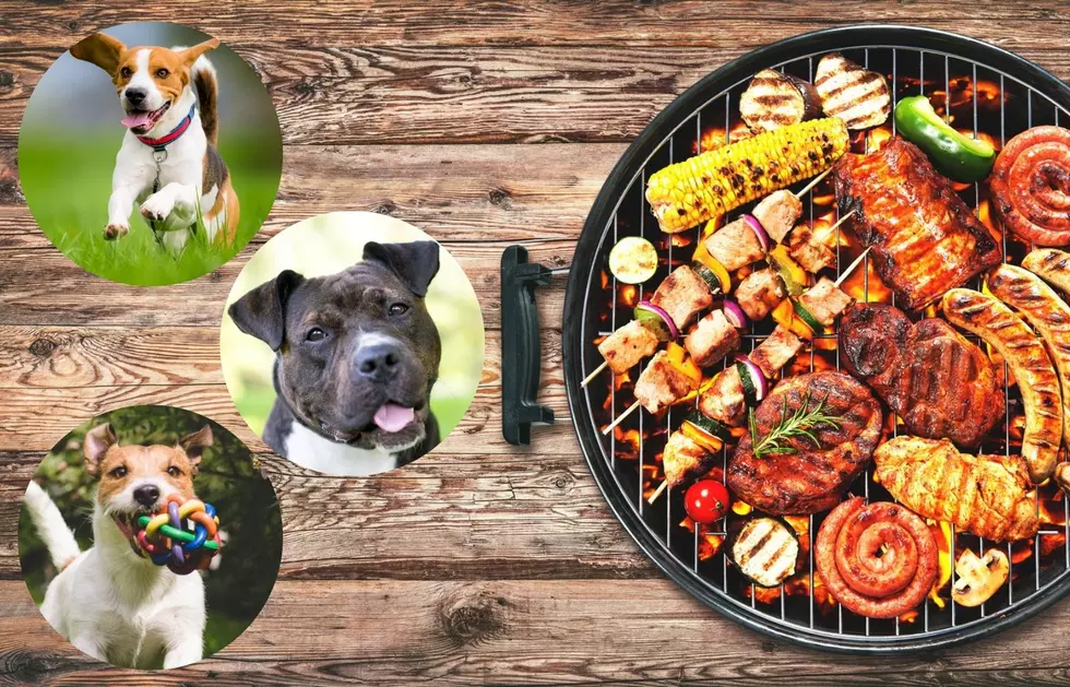 12 Human Foods That Are Good For Dogs – Find Out Which Ones