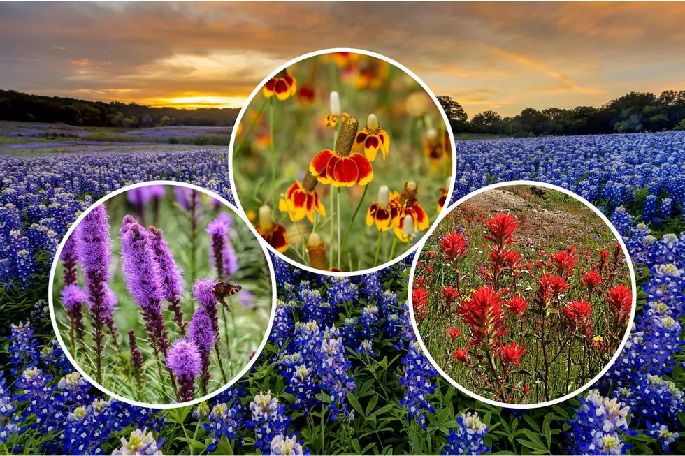 10 Of The Most Beautiful and Unique Wildflowers That Texas Has To Offer