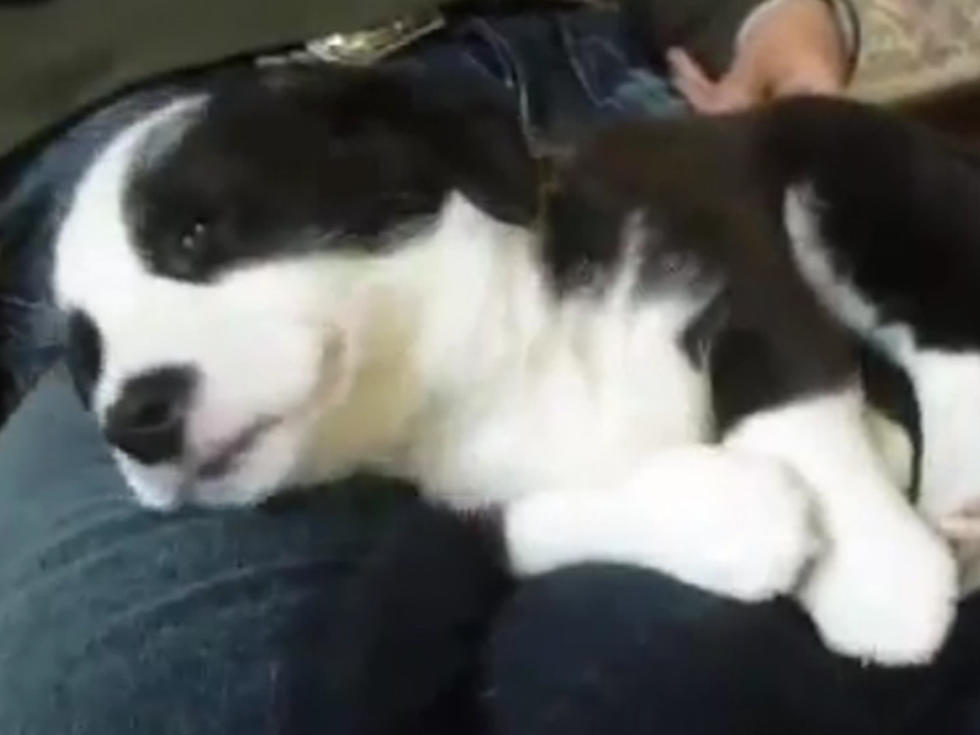 Corgi Puppy Tries to Sleep Through the Hiccups [VIDEO]