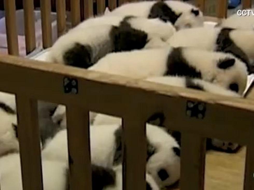 Baby Pandas Cuddling in a Crib Will Melt Your Face Off With Cuteness [VIDEO]