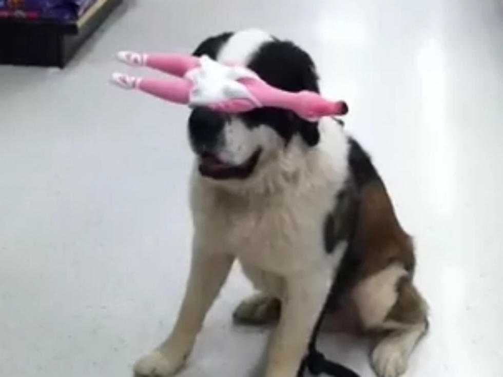 Adorable St. Bernard Is a Pro at Balancing Things on His Snout [VIDEO]