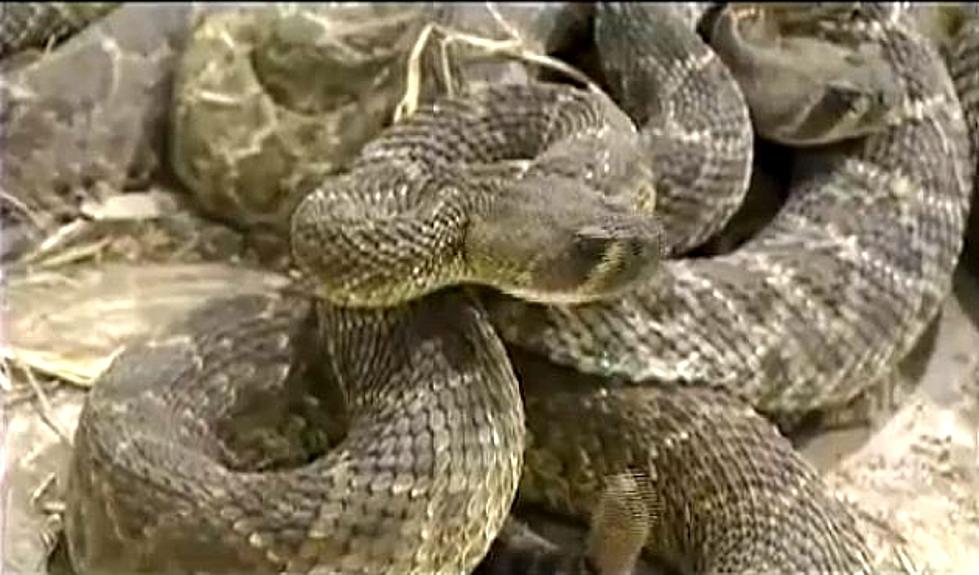 Rattlesnake It’s Whats for Dinner [VIDEO]