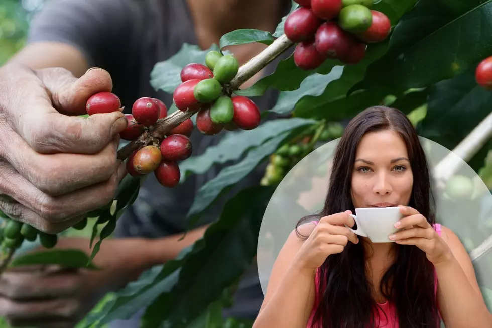 Can I Grow My Own Coffee Beans In Texas?