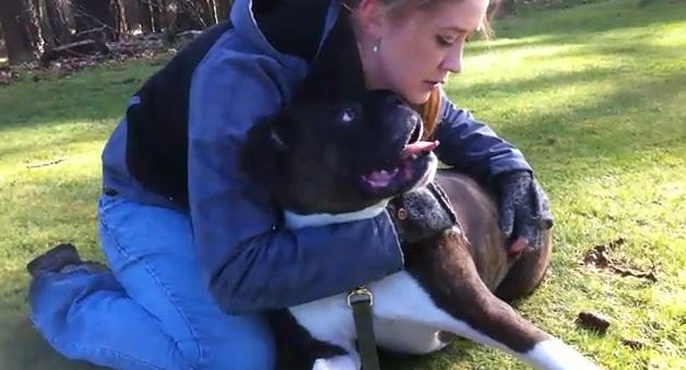 Amazing Footage of a Trainer Resuscitating an Unconscious Dog