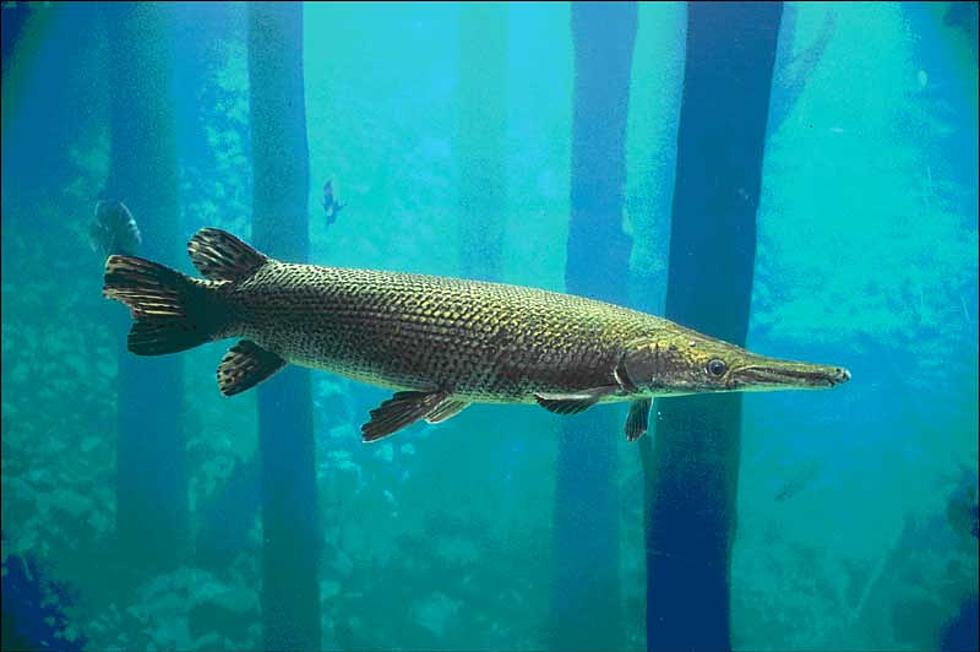 Three Men Face Charges After Conspiring to Smuggle Alligator Gar out of Texas