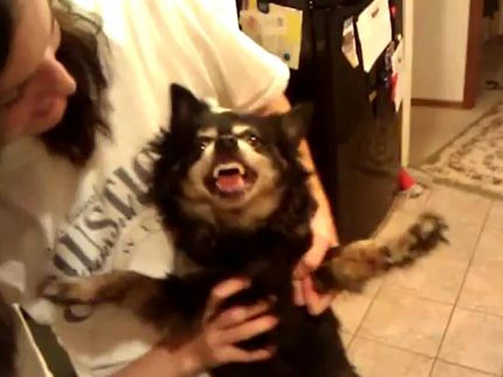 Is This Super-Scary Dog Possessed by the Devil? [VIDEO]
