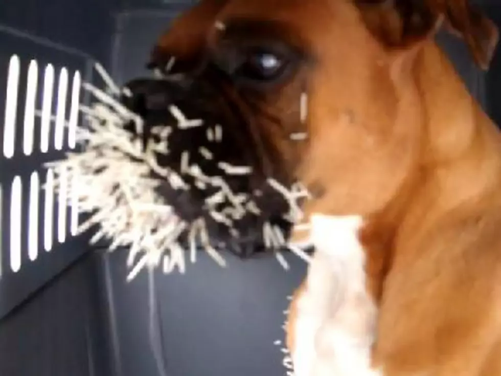 Dog’s Fight With Porcupine Ends In Discomfort [VIDEO]