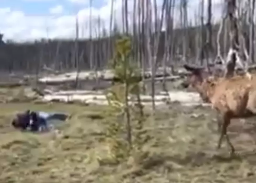 Elk Charges Woman At Yellowstone National Park [VIDEO]