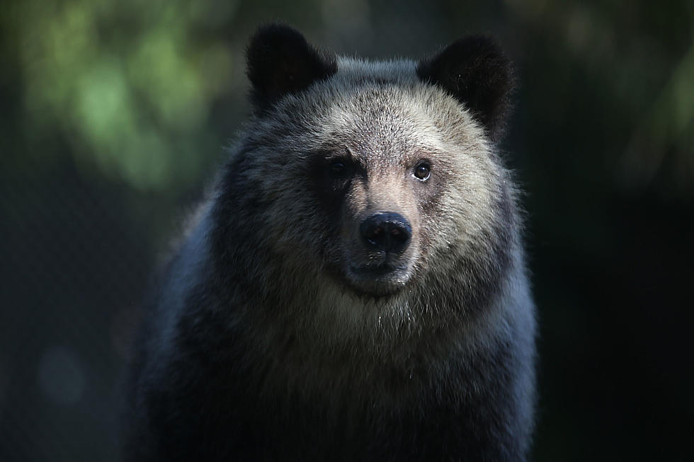 Official: Seven Yellowstone Area Grizzly Attacks This Year