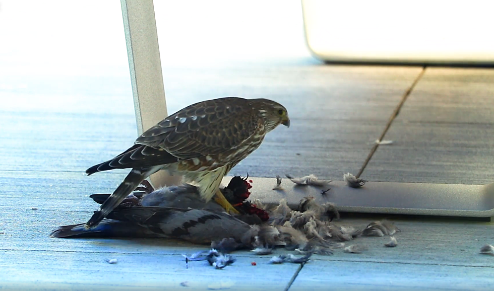 Falcon Takes Out A Pigeon At New NCHS Courtyard [VIDEO]