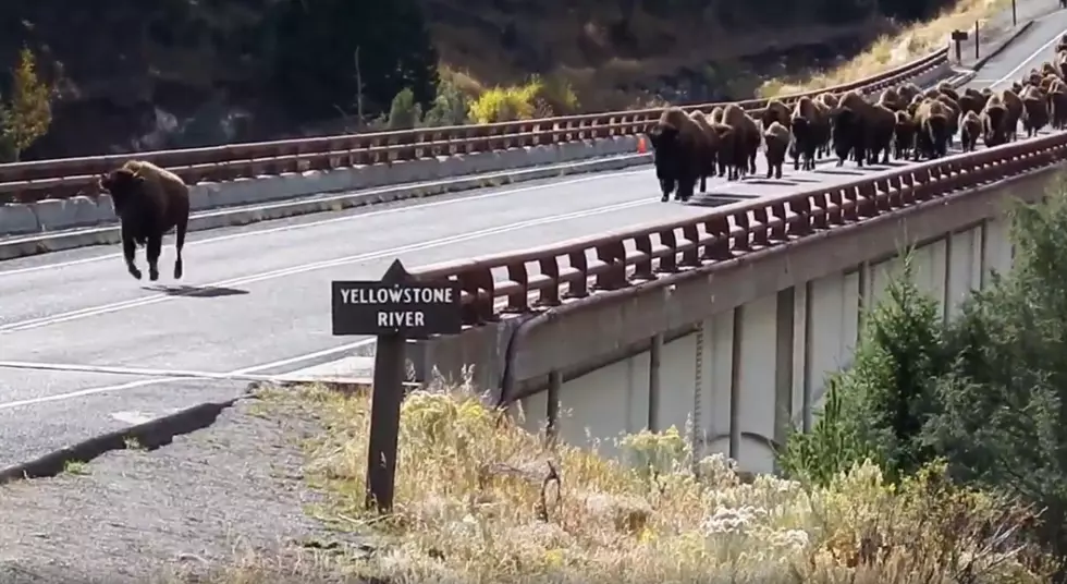 Deputies Play AC/DC To Keep Bison Off The Road Near Yellowstone