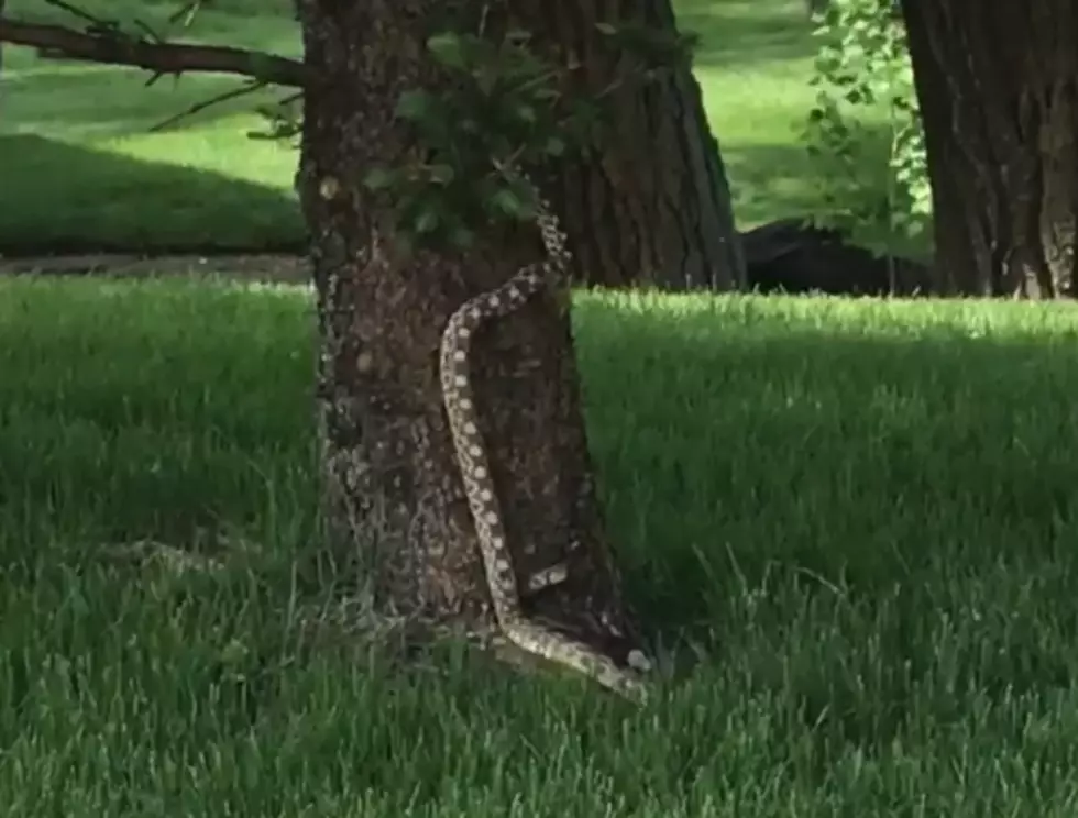 Ginormous Snake Caught On Video Near Casper
