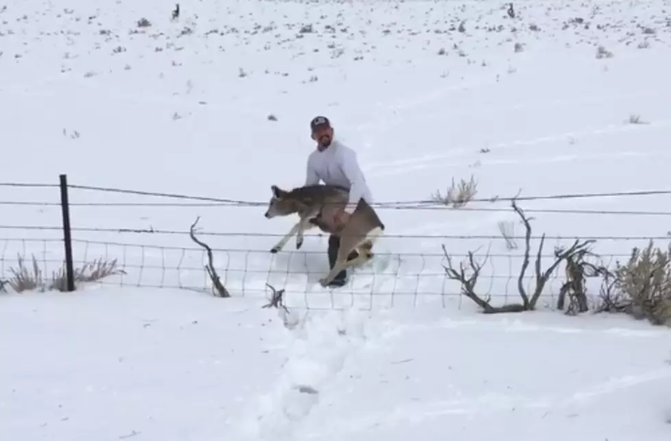 Wyoming Man Rescues Deer Stuck In Fence [VIDEO]