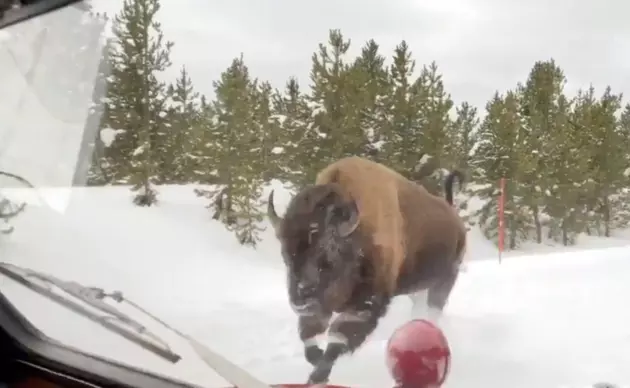 Bison Charges Near Tourists At Full Speed In Yellowstone [VIDEO]