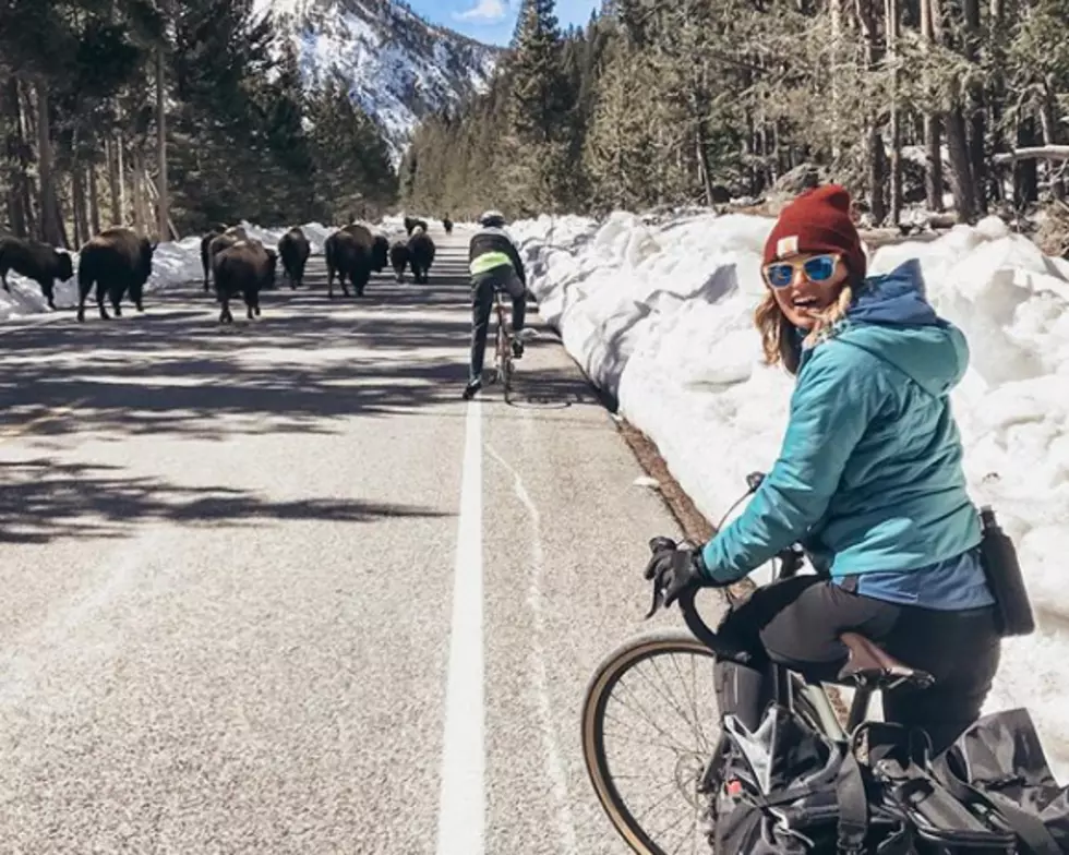 Bikers In Yellowstone Yield The Right-of-Way To Bison