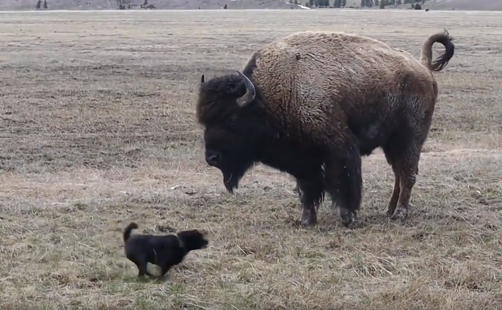 Dog Narrowly Avoids Death By Bison At Yellowstone [VIDEO]
