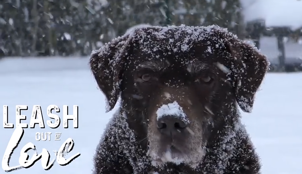 Casper PD Encourages Pet Owners To ‘Leash Out of Love’ [VIDEO]