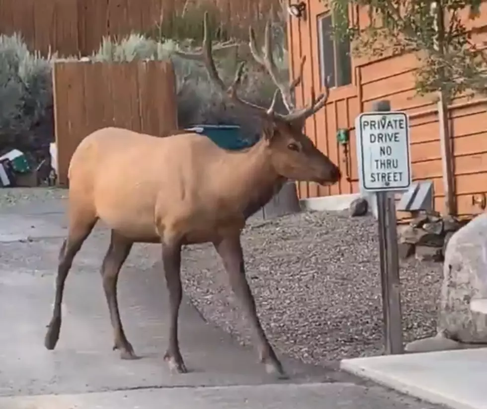WATCH: Elk Carelessly Strolls By Cabins In Yellowstone