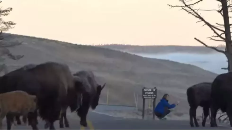 WATCH: Touron Gambles With Her Life To Get Photos of Bison Herd