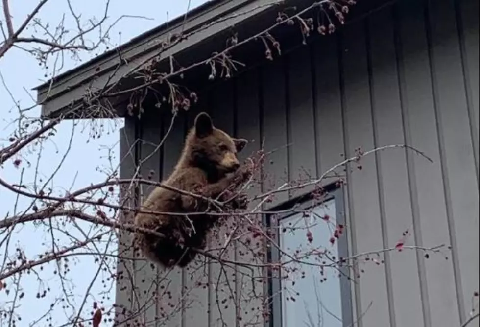 WATCH: Bear Cub Successfully Rescued From Tree In Jackson