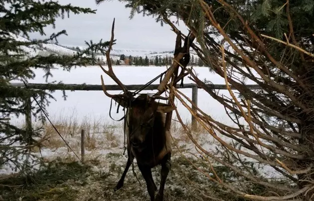 Wyoming Game &#038; Fish Department Save Tangled Elk